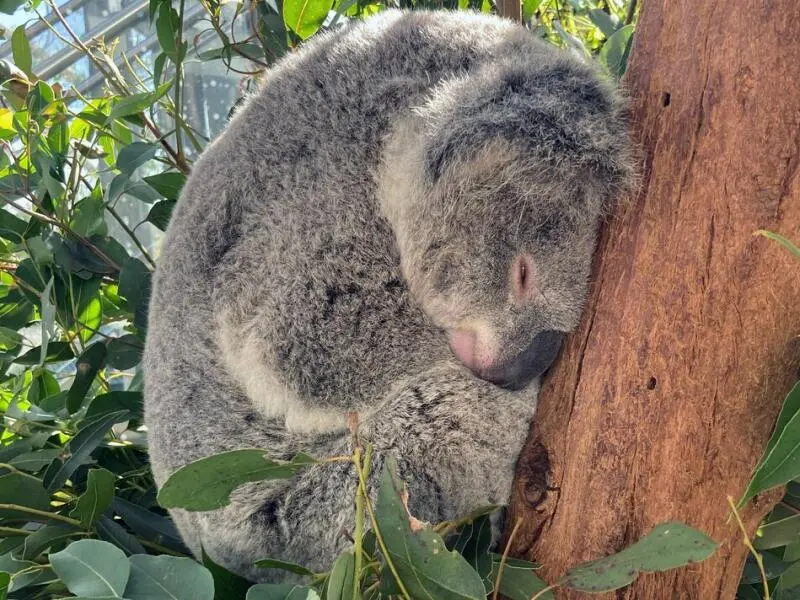 Koala im Wild Life Sydney Zoo