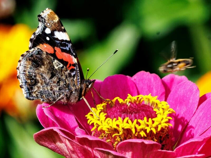 Schmetterlinge im Garten