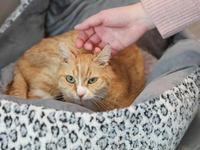 Katzenstreichler im Tierheim