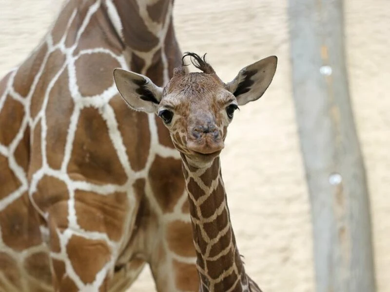 Giraffenbaby im Zoo Karlsruhe geboren