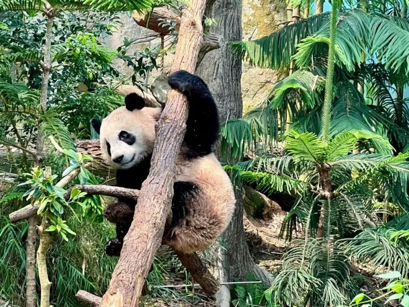 Panda im Gehege