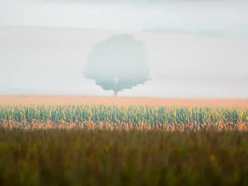 Nebel über einem Maisfeld