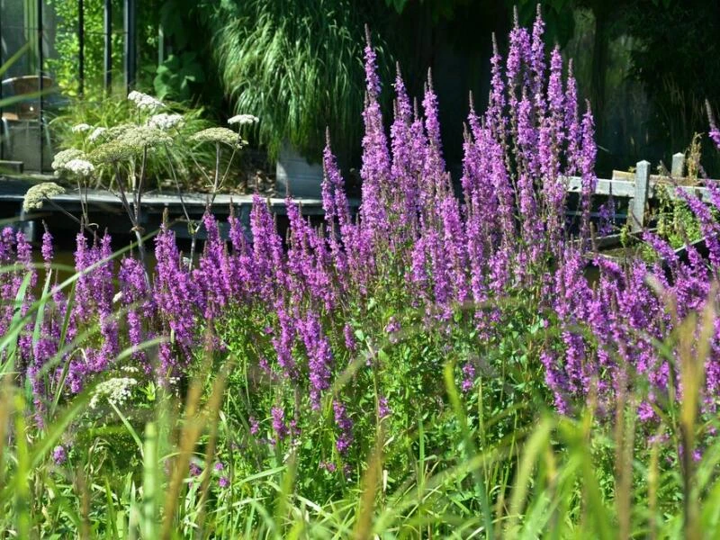 Blutweiderich (Lythrum salicaria) an einem Teich