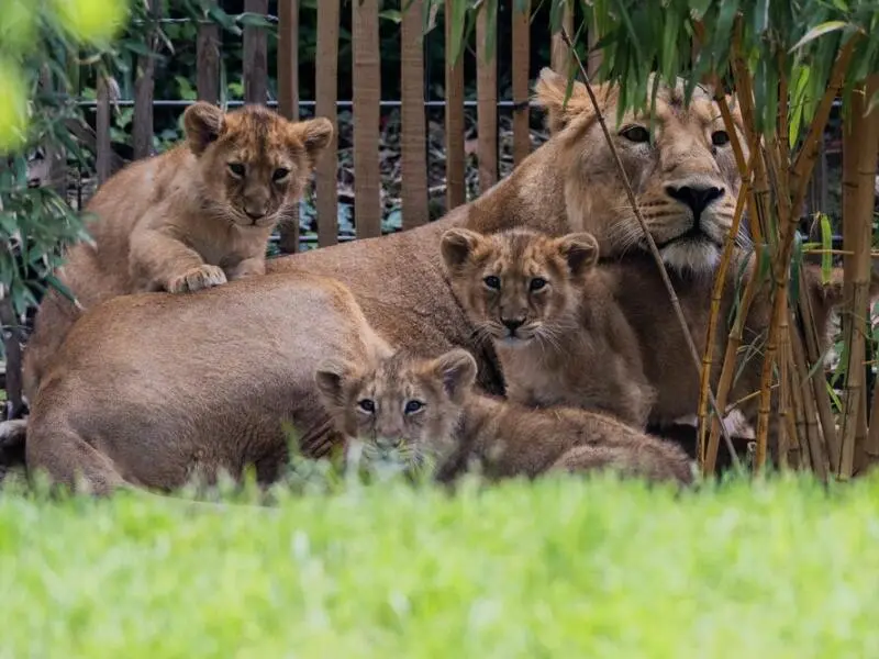 Löwenbabys im Kölner Zoo