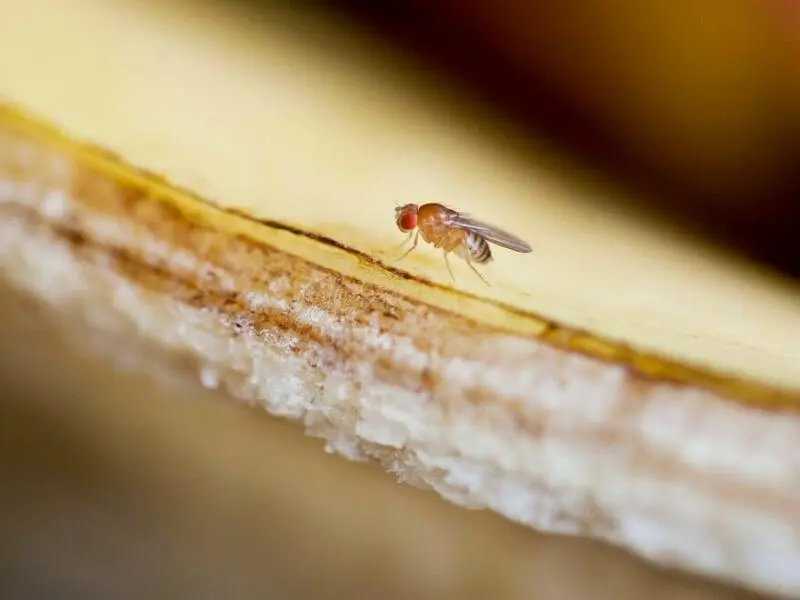 Eine Fruchtfliege auf einer Bananenschale