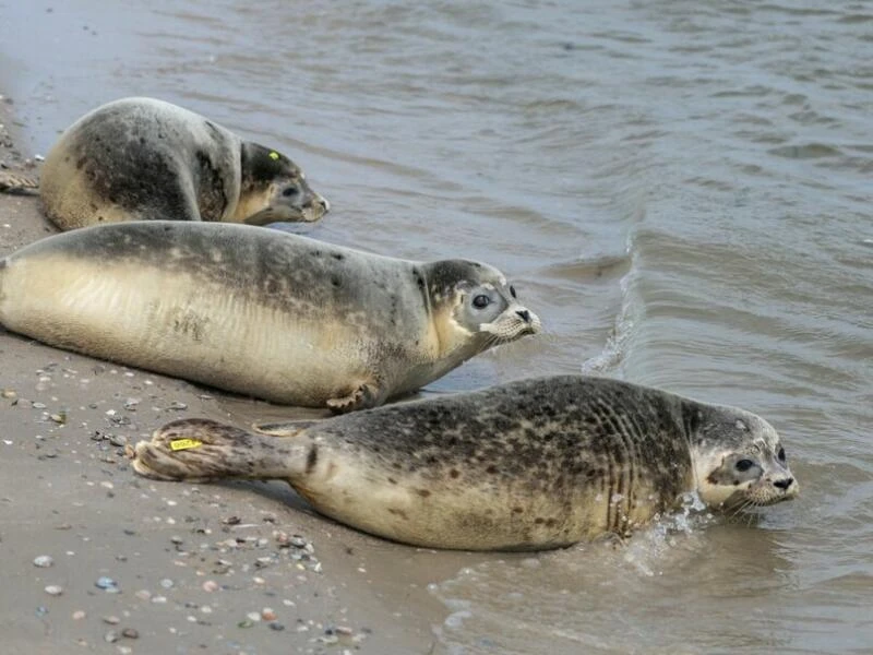 Auswilderung von jungen Seehunden in der Nordsee