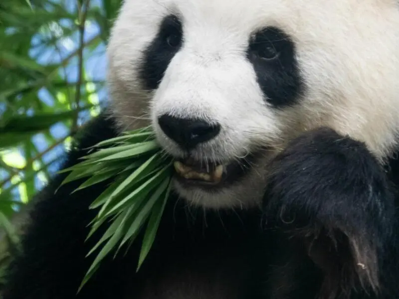 Panda-Nachwuchs im Berliner Zoo erwartet