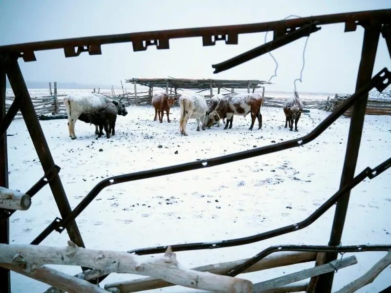 Hunderttausende Agrar-Nutztiere sterben während «Dzud»-Winter
