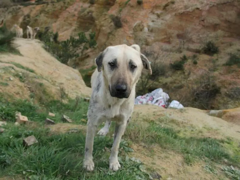 Straßenhund in der Türkei