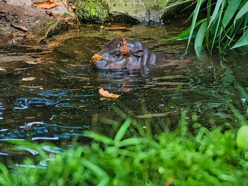 Mini-Hippo im Berliner Zoo zeigt sich der Öffentlichkeit