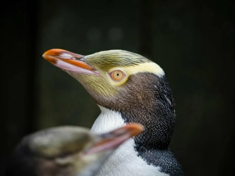 Hoiho ist Neuseelands Vogel des Jahres