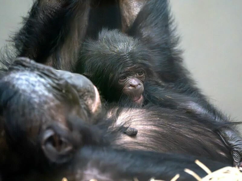 Bonobo-Nachwuchs in Stuttgart