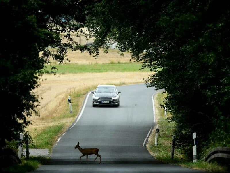 Ein Reh überquert eine Straße