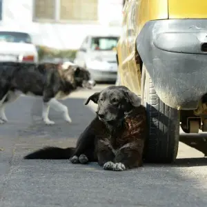 Straßenhunde in Rumänien