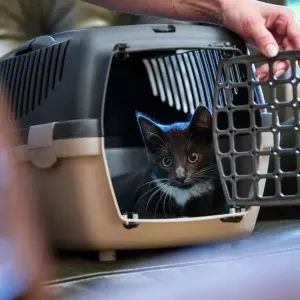 Eine Katze sitzt im Transportkorb
