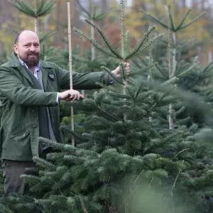 Weihnachtsbäume aus dem Harz