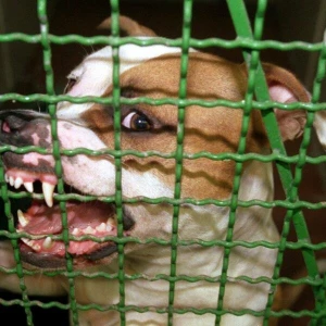 Pitbull verletzt Herrchen schwer