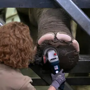 «Medical Training» der Elefanten