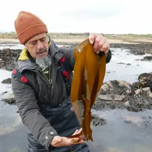 Jayson Byles mit Fingertang (Laminaria digitata)