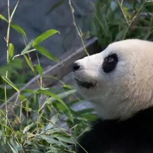 Berlin kann auf neuen Panda-Nachwuchs hoffen