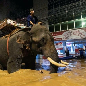 Hochwasser in Thailand