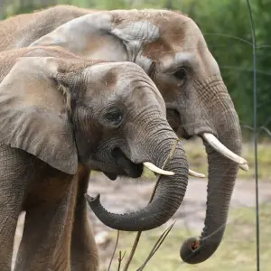 Elefanten im Opel-Zoo