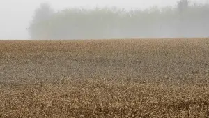 Landvolk rechnet mit leicht unterdurchschnittlicher Getreideernte