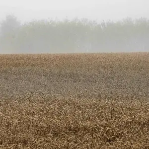 Landvolk rechnet mit leicht unterdurchschnittlicher Getreideernte