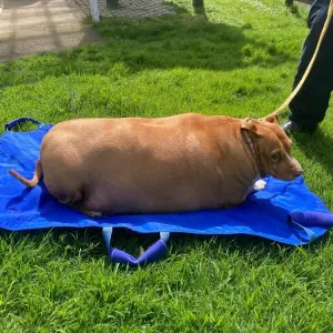 Neuseeland - Hund starb wegen Überfütterung