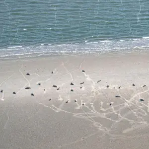 Seehunde im Wattenmeer werden aus der Luft gezählt