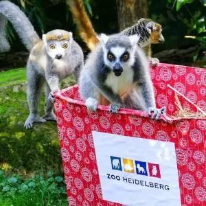 Lemuren im Zoo von Heidelberg