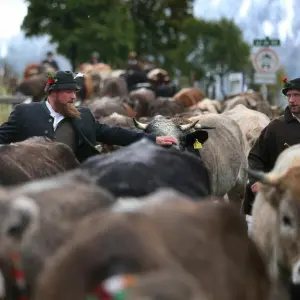 Viehscheid im Allgäu