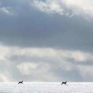 Rehe auf einem schneebedeckten Feld