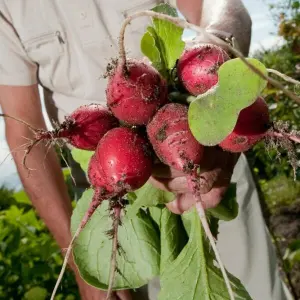 Mann erntet Radieschen im Garten