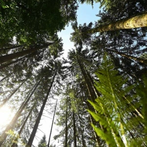 Nationalpark Schwarzwald