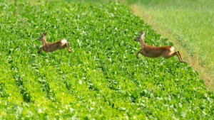 Zwei Rehe hüpfen über ein Feld