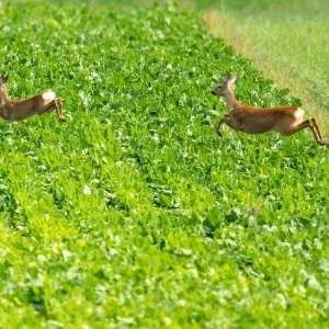 Zwei Rehe hüpfen über ein Feld