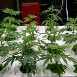 Zahlreiche Clubs stellen Anträge für Cannabis-Anbau