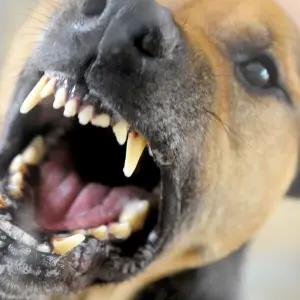 Ein Hund fletscht die Zähne