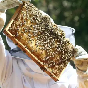 Imker prüft den Bienenstock