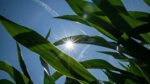 Sommerwetter 