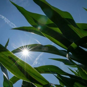 Sommerwetter 