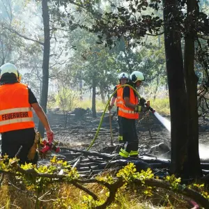 Waldbrand in Oranienbaum