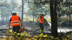 Waldbrand in Oranienbaum