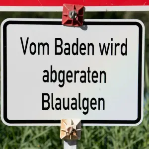 Blaualgen