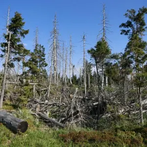 Totholz im Nationalpark Harz