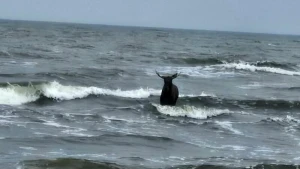 Elch steht in der Ostsee nahe Ahlbeck