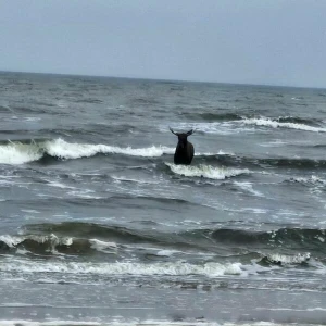 Elch steht in der Ostsee nahe Ahlbeck