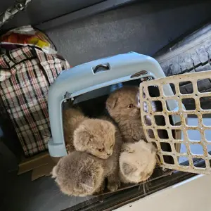 Katzenbabys in Reisebus sichergestellt