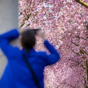 Kirschblüten in der Bonner Innenstadt